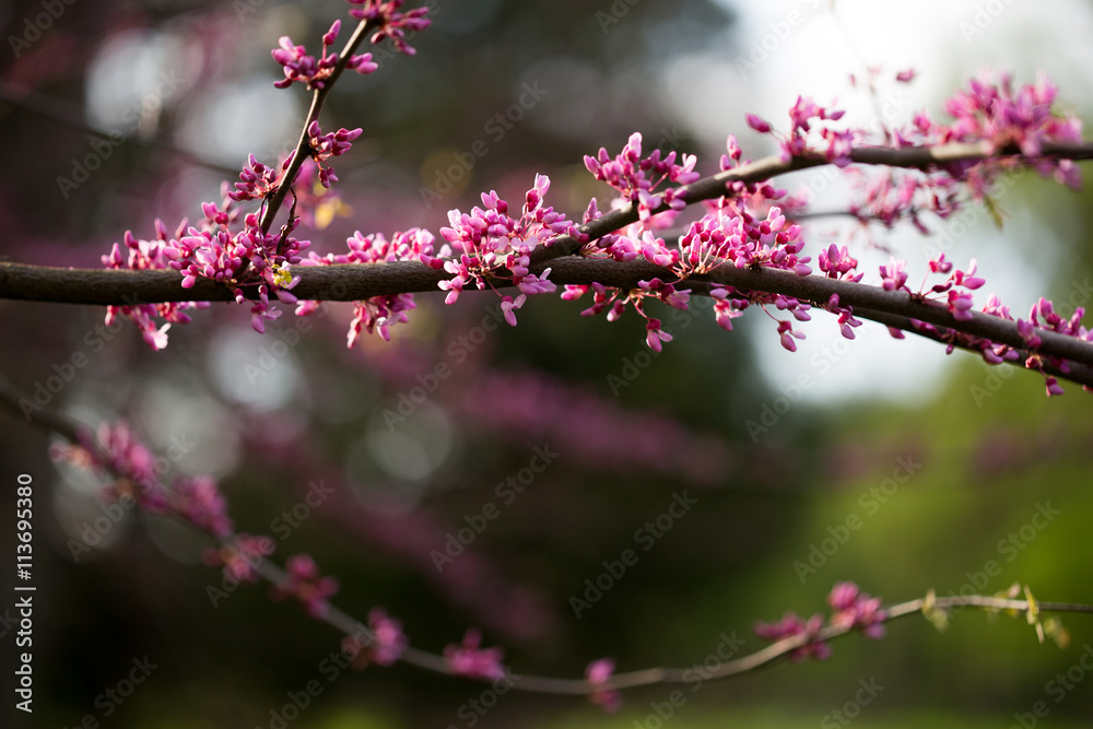 Cercis European, or European Tsertsis, or Judas tree (lat Cercis Cercis European, or European Tsertsis, or Judas tree (lat Cercis