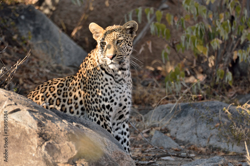 African leopard male keeping a lookout for activity in his domain