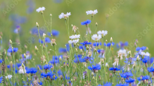 Blaue und weiße Kornblumen (Centaurea cyanus) auf einer wilden Blumenwiese / Wildblumenwiese