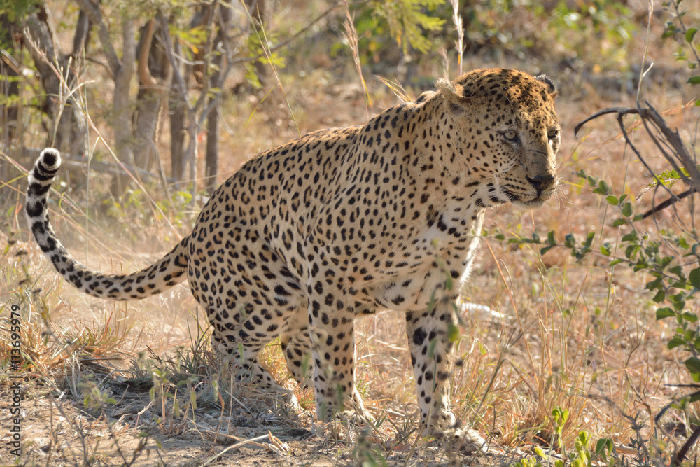Large male African leopard scent marking to demarcate his territory and ensure that other male leopards do not intrude.