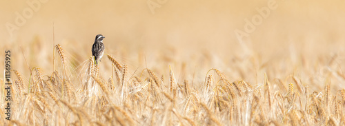 Ein Braunkehlchen (Saxicola rubetra) auf einem Kornfeld mit Getreide der Sorte Gerste (Hordeum vulgare)