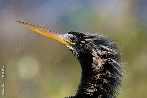 Amerikanischer Schlangenhalsvogel - [Anhinga anhinga] photo