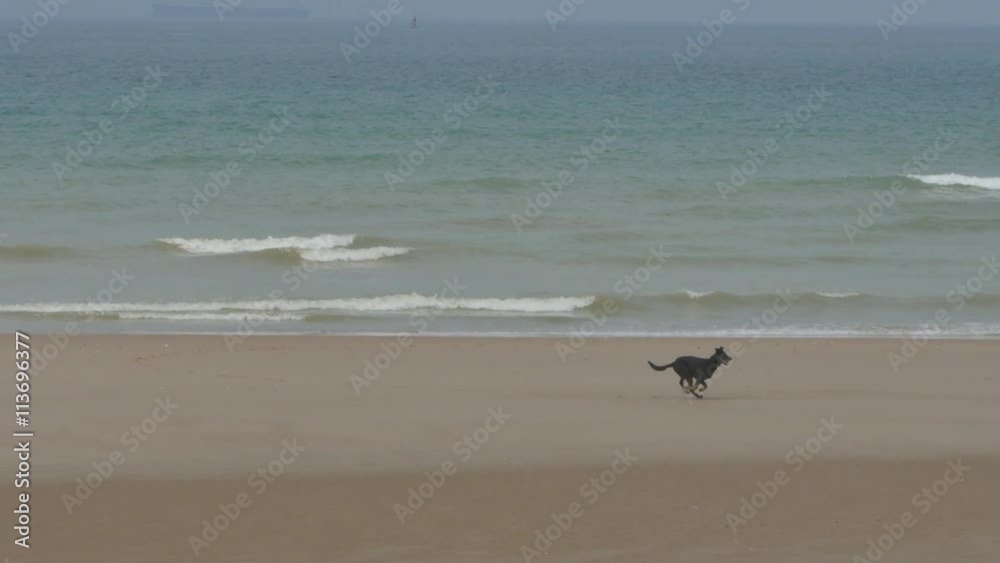 chien courant après les oiseaux sur la plage