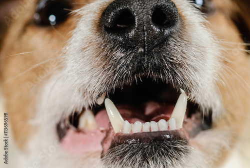 White healthy dog teeth and fangs of young terrier (close up)