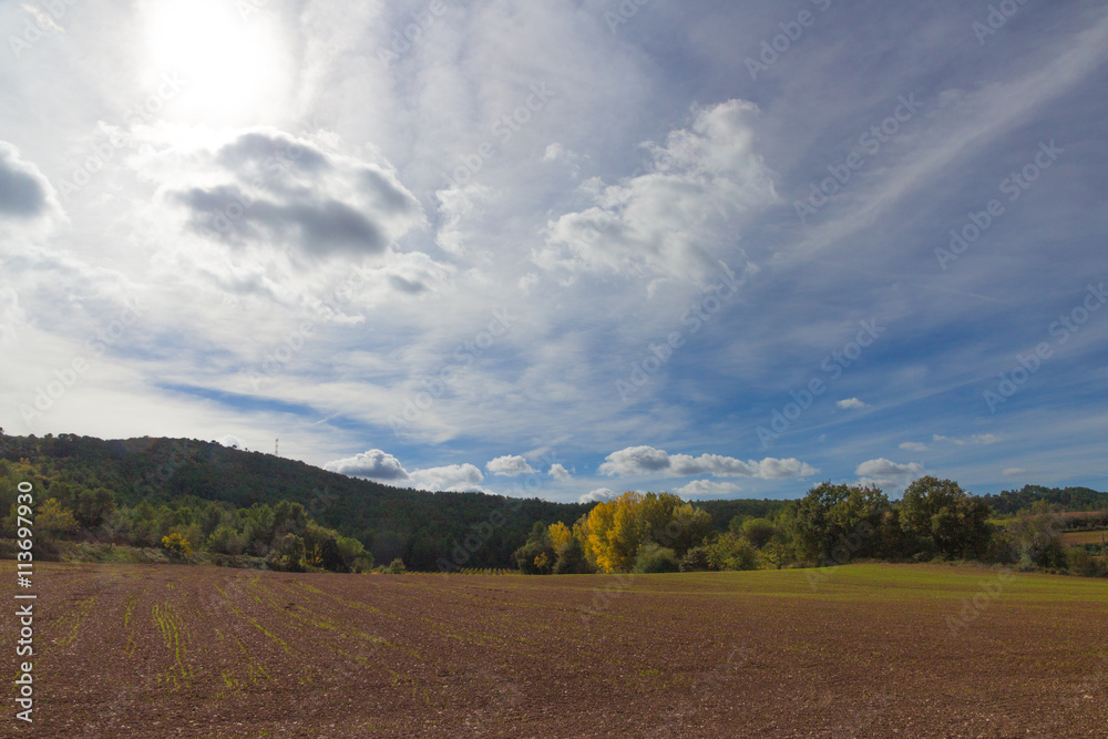 Fototapeta premium Feld im Oktober mit blauem wolkigen Himmel
