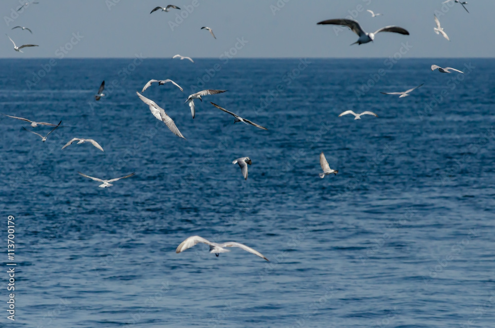 flock of seagulls flying in the sea, selective focus