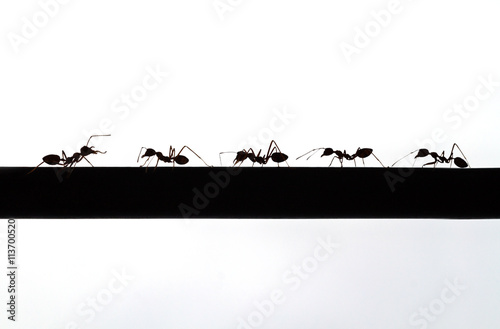 silhouette of ant