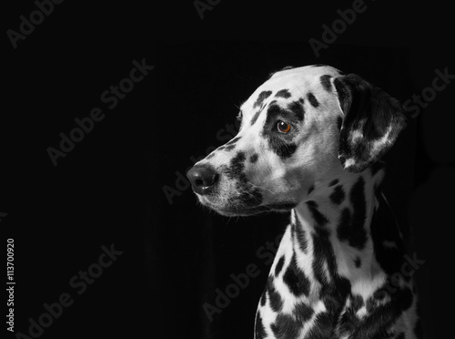 Portrait of a dalmatian dog on black background