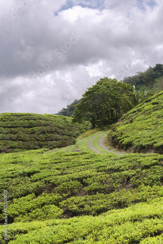 BOH Tea Plantation 3/Photos landscape BOH Tea Plantation in the of Cameron Highlands in Malaysia © njr_2018