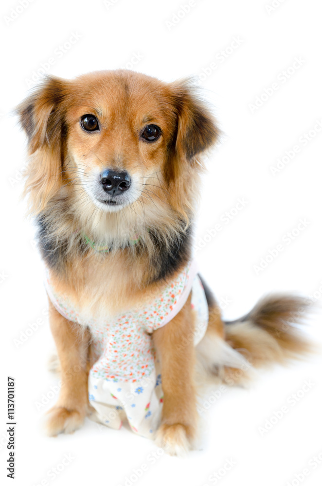 Beautiful dog black brown wear clothing sitting with unhappy on isolated white background