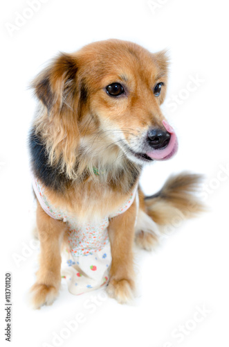 Beautiful dog with black brown wear clothing sitting with hungry on isolated white background