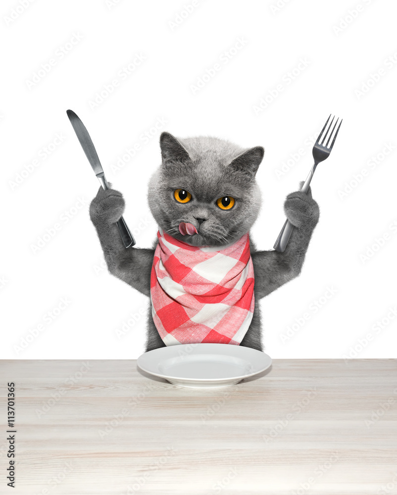 Fotografia do Stock cat finished to eat and hold knife and fork Adobe Stock