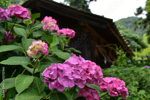 Wallpaper Mural アジサイ Torontodigital.ca