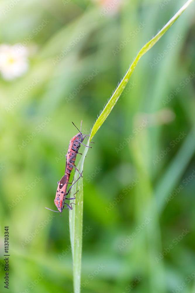insect on leave insect on leave
