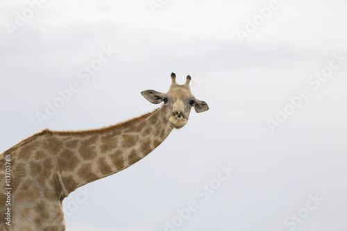 Giraffe neck