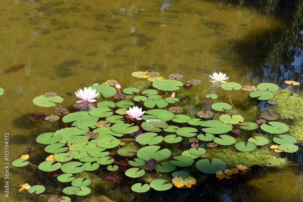 Beautiful water lilies in a public Park. Beautiful water lilies in a public Park.