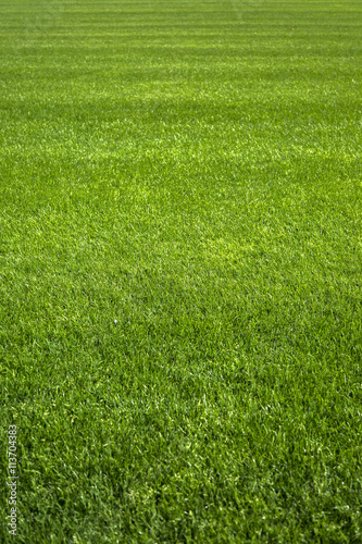 Green grass background