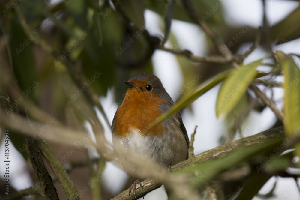 Robin Red Breast (Erithacus rubecula) Robin Red Breast (Erithacus rubecula)