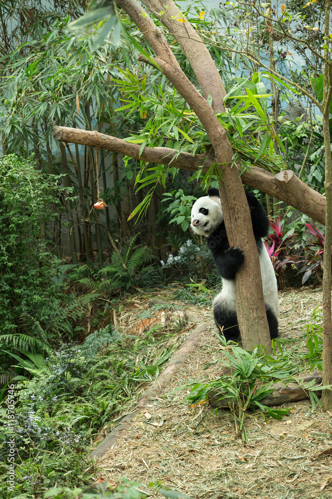 Obraz premium Giant panda looking their lunch