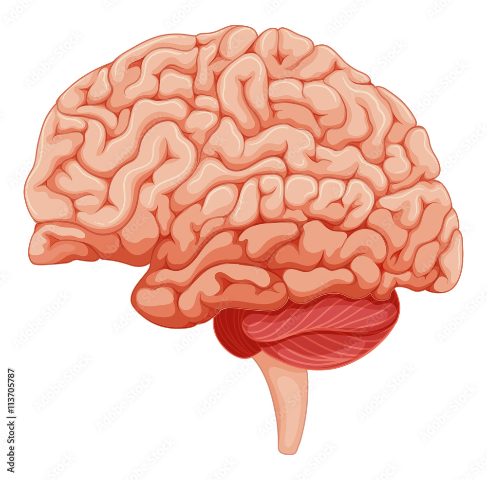 Close up on brain anatomy Close up on brain anatomy