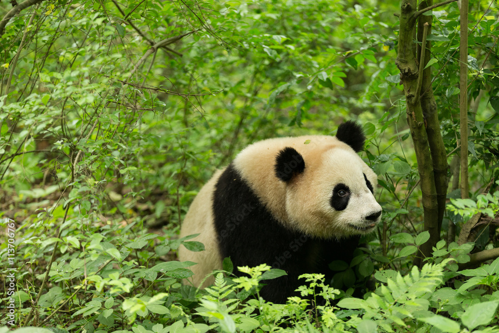 Fototapeta premium The giant panda in forest