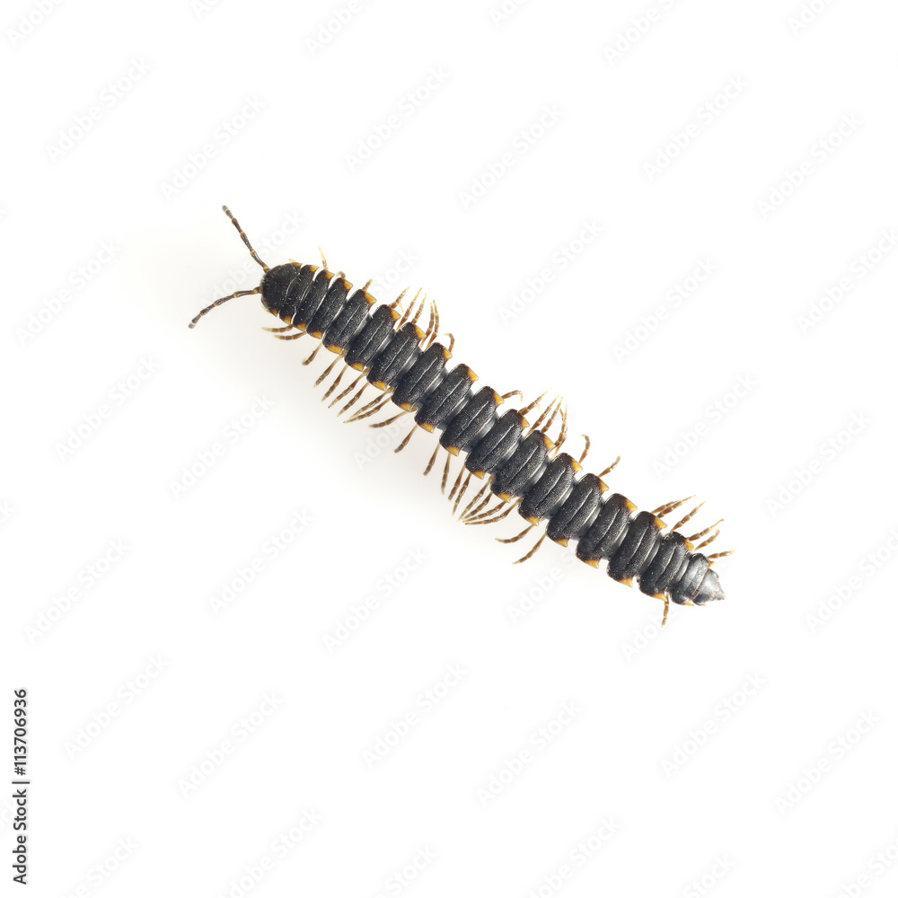Centipede / High resolution image of Centipede on white background Centipede / High resolution image of Centipede on white background