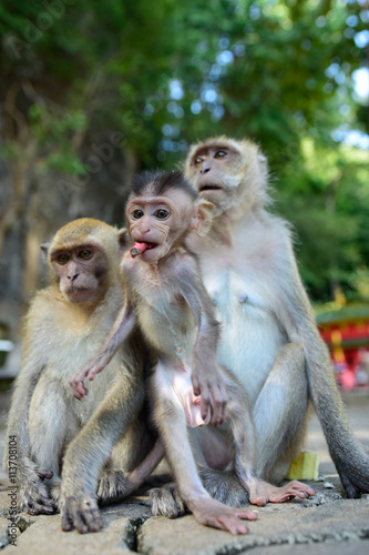 monkey family   © Leggio90