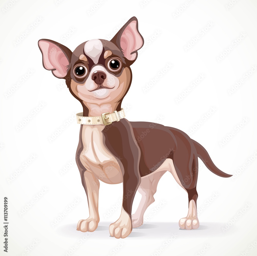 Cute little dark chihuahua dog vector illustration isolated on w