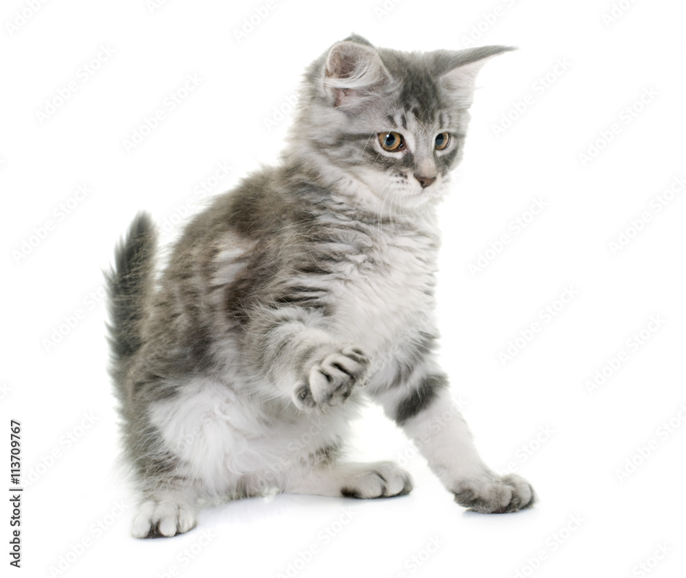 Fototapeta premium maine coon kitten