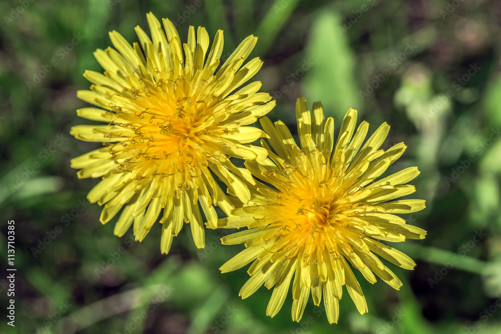 yellow dandelions yellow dandelions