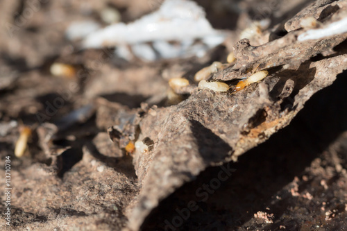 Book and scrap paper with termites damage,termites bite paper,an