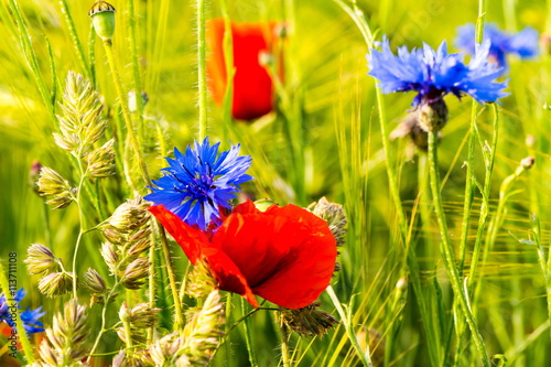 Fototapeta Naklejka Na Ścianę i Meble -  Mohnblume und Kornblumen im Getreidefeld