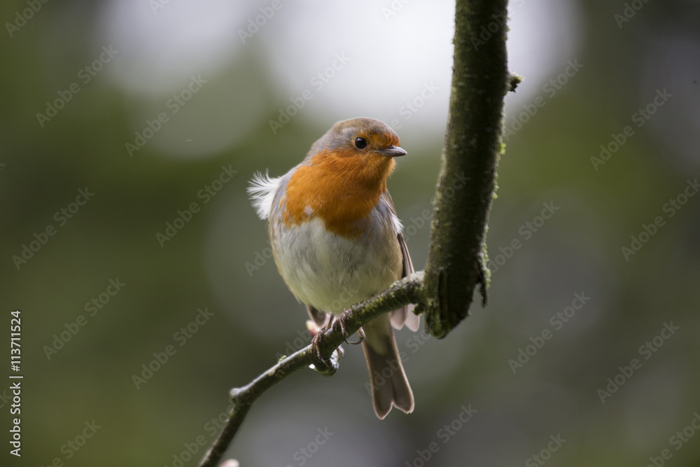 Robin Red Breast (Erithacus rubecula) Robin Red Breast (Erithacus rubecula)