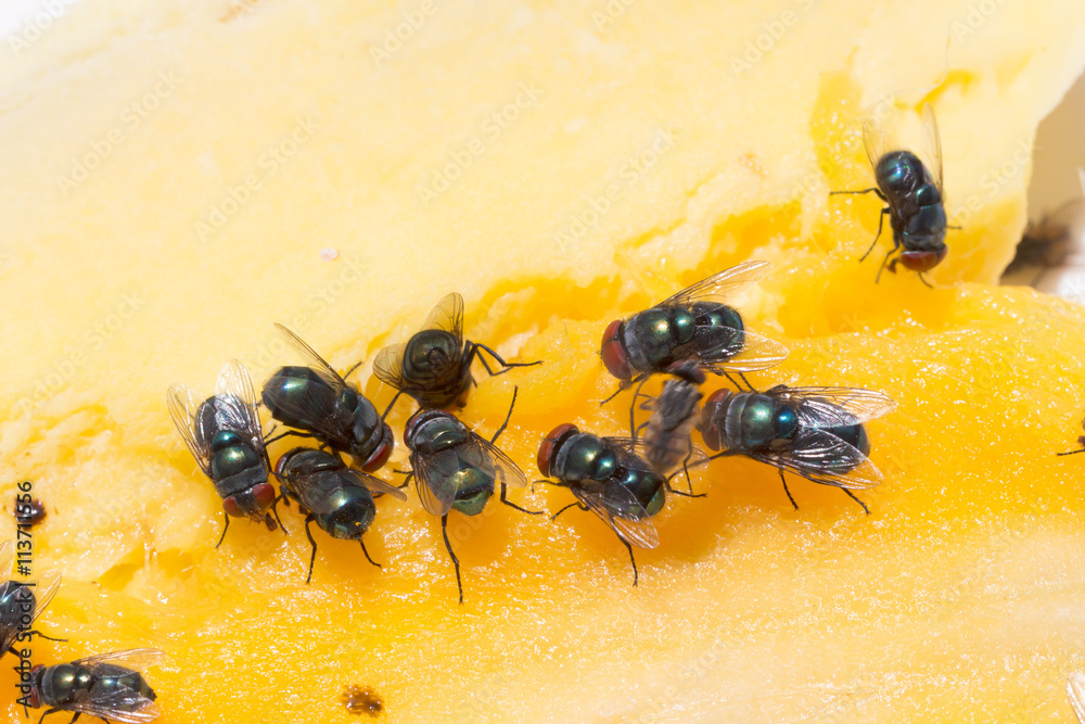 Fototapeta premium Close up of a Dirty House Fly on a Fork covered in Yellow food