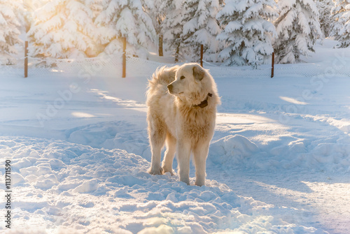 Slovak Cuvac dog white snow mountain hairy sheepdog sun trees front
