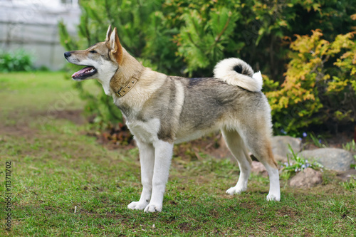 Young West Siberian Laika dog staying outdoors in the garden