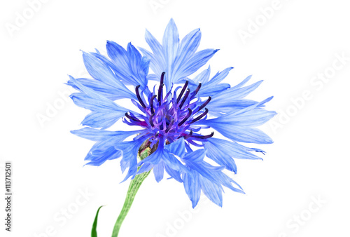 Blue Cornflower - Centaurea on a white background © domnitsky