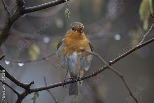 Robin Red Breast (Erithacus rubecula)