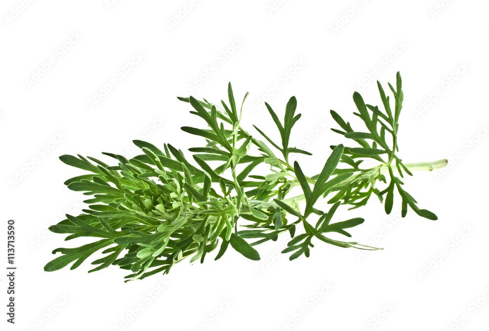 Sagebrush twig isolated on white background Sagebrush twig isolated on white background