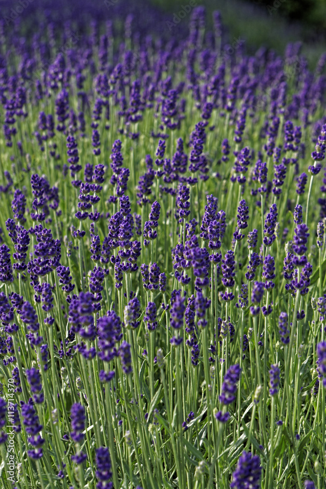 Fototapeta premium lavendar field
