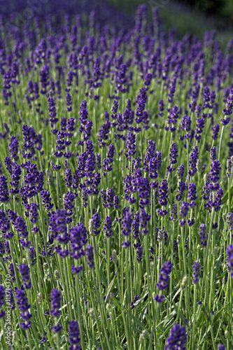 lavendar field