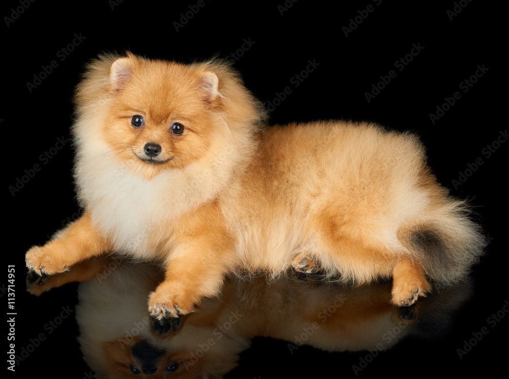 Dog on black background Dog on black background
