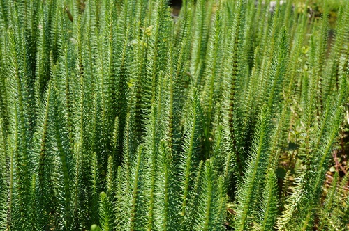 Green spikes of aquatic mares tail plant (hippuris vulgaris) photo