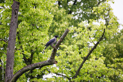 Crow raven sitting on tree