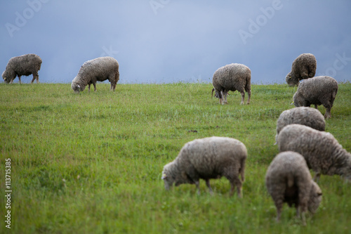 Sheep on a hill