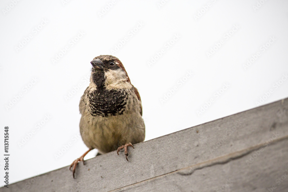 Obraz premium Spatz