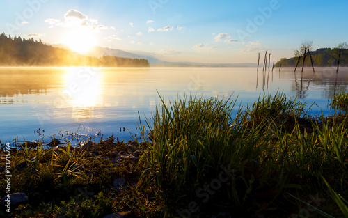detail of grass halm at a lake in magical morning time with dawning sun.