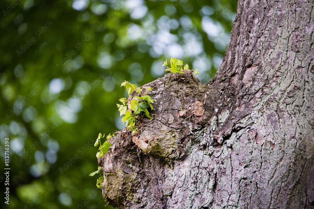 Fototapeta premium forest tree with Bokeh leaf