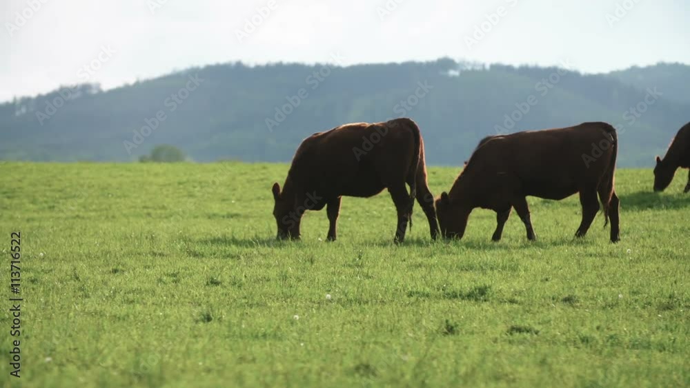 Cows grazing in a valley in new zealand Cows grazing in a valley in new zealand