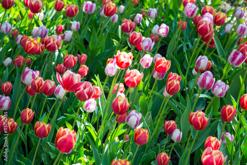 Spring flowers  tulips. Arboretum.
